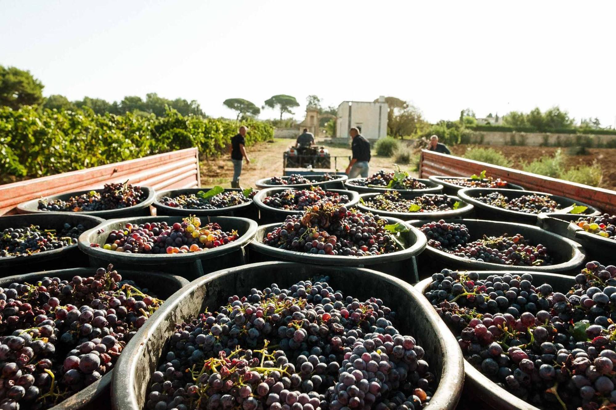 Tenuta Doxi Gallipoli Exterior photo